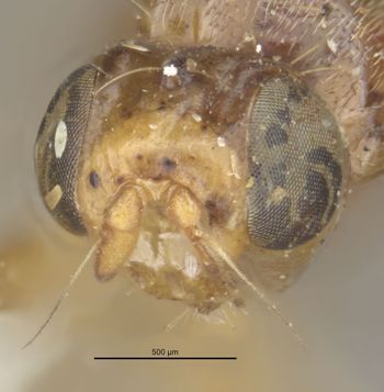 Media type: image;   Entomology 13340 Aspect: head frontal view
